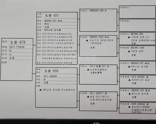 拍賣鴿之父血統