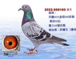 台南碩園許庭碩.傳林兄弟天龍王者 2022-00998160